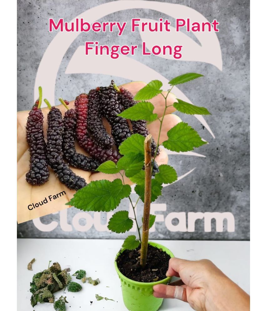     			Cloud Farm Outdoor Fruit Plant ( Pack of 1 )