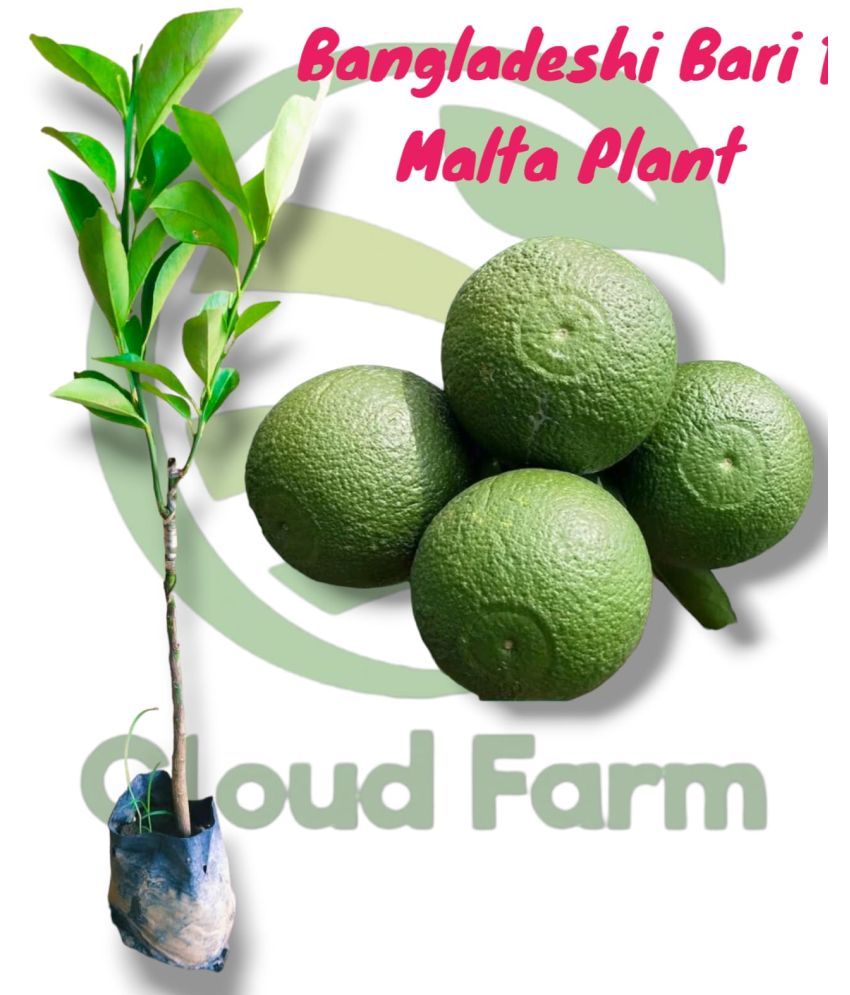     			Cloud Farm Outdoor Fruit Plant ( Pack of 1 )