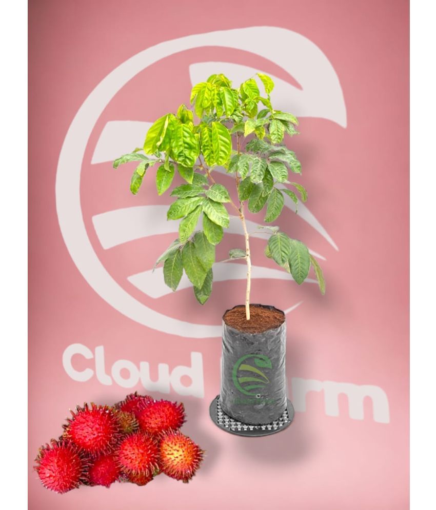     			Cloud Farm Outdoor Fruit Plant ( Pack of 1 )