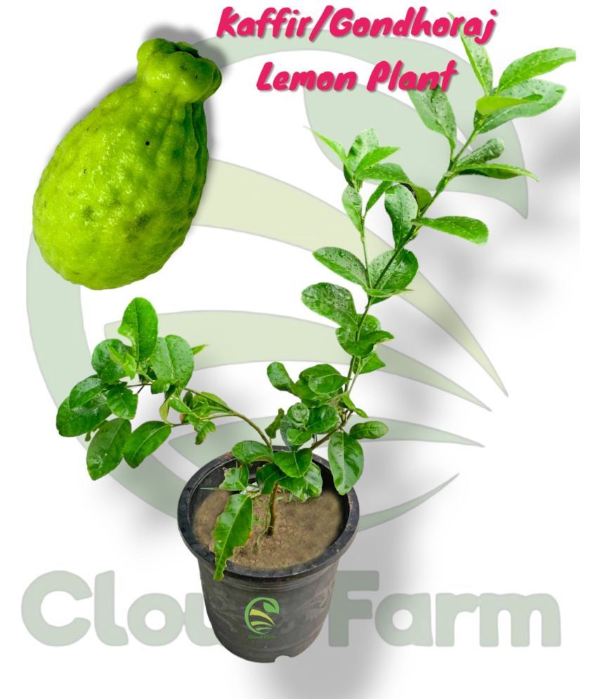     			Cloud Farm Outdoor Fruit Plant ( Pack of 1 )