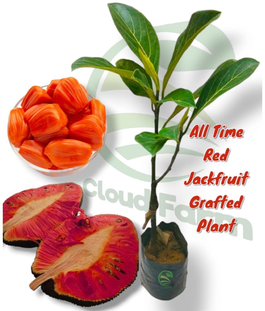     			Cloud Farm Outdoor Fruit Plant ( Pack of 1 )