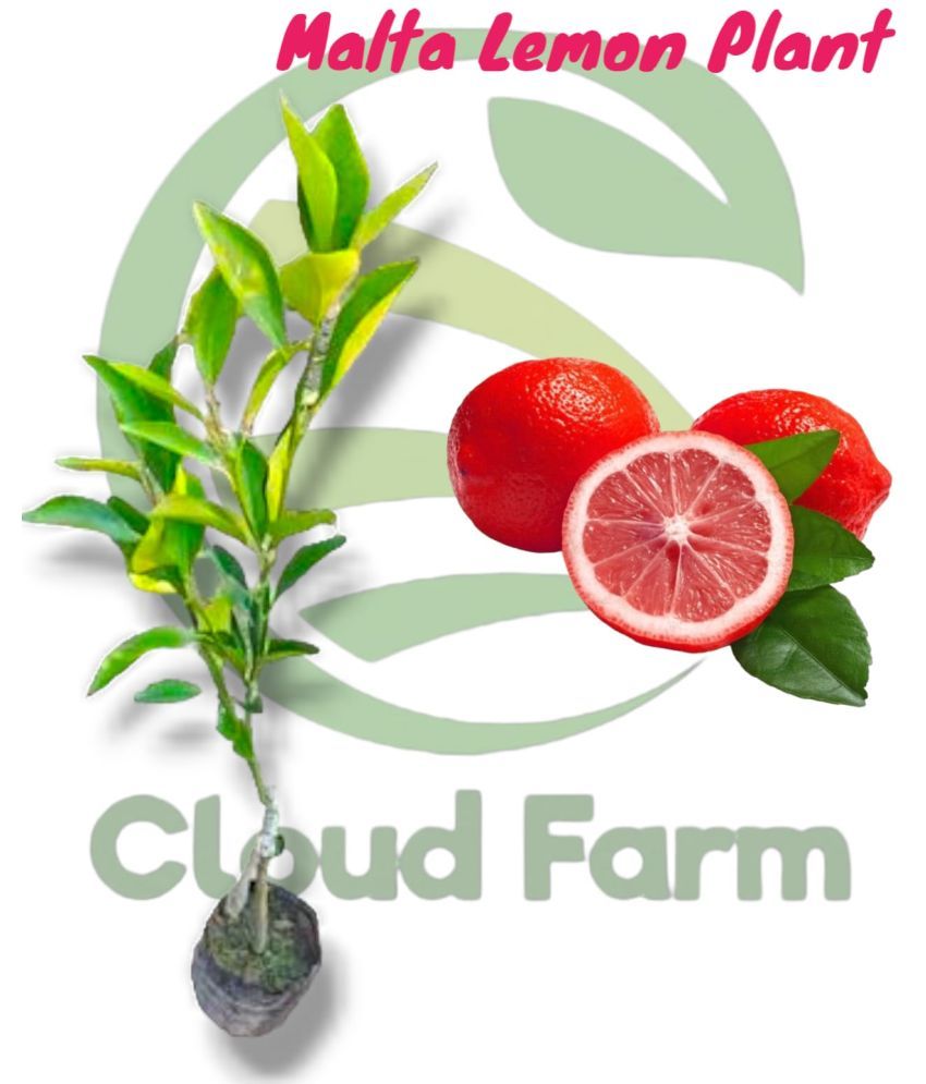     			Cloud Farm Outdoor Fruit Plant ( Pack of 1 )