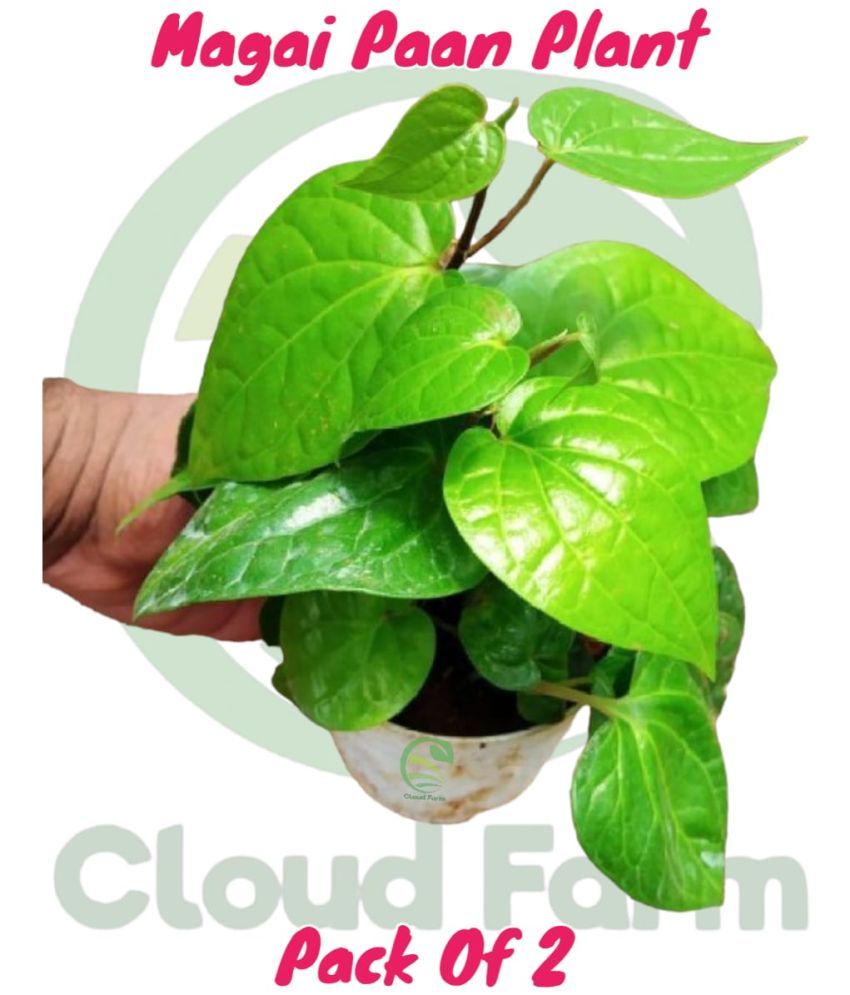     			Cloud Farm Outdoor Herbs Plant ( Pack of 2 )