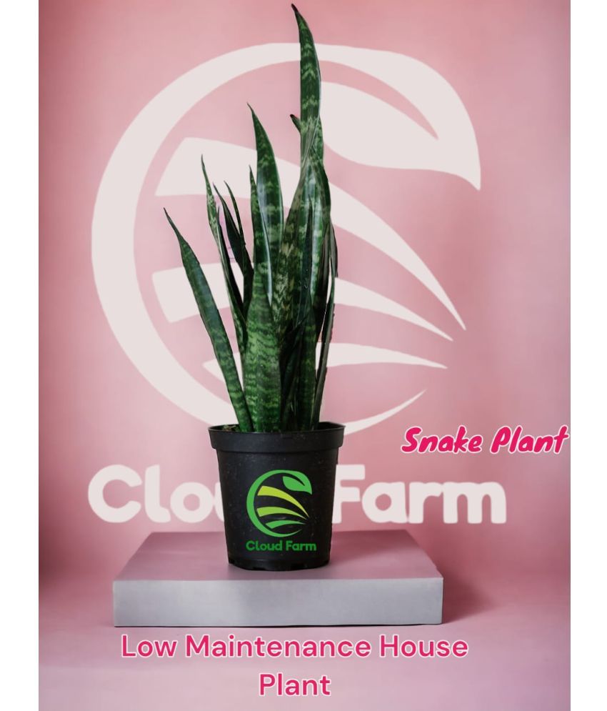     			Cloud Farm Outdoor Ornamental Plant ( Pack of 1 )