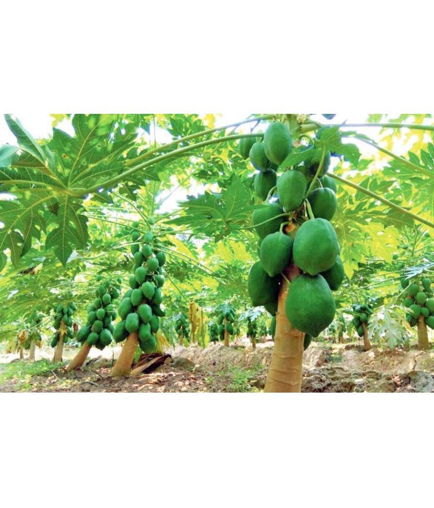     			Jignisha Seeds Hybrid Papita Fruit ( 50 Seeds )