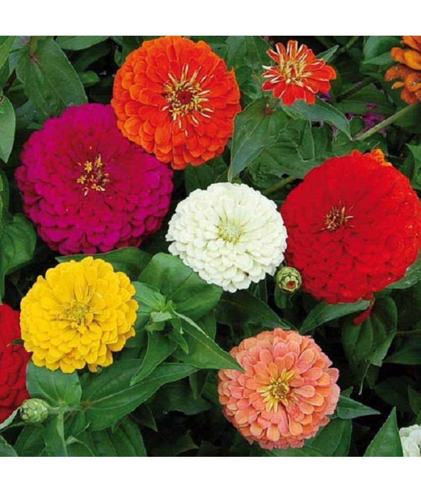     			Zinnia Mixed Flower Desi Seeds Summer Variety Special (Multicolour) Pack Of 30 Seeds