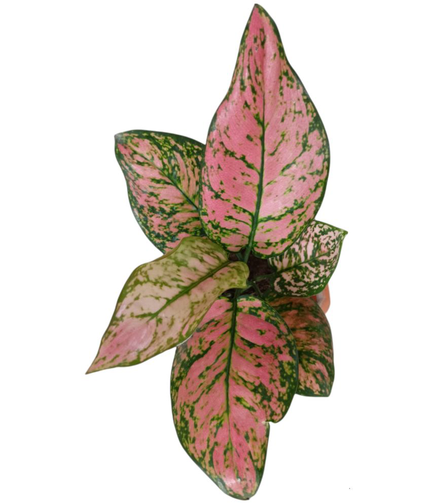 Aglaonema pink blush LIVE plant with 4