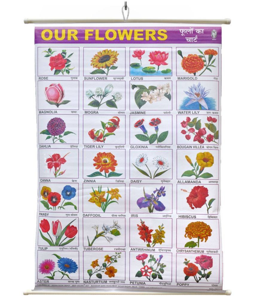     			Flowers Chart Laminated Wall Chart (Size 100X75 CM) Perfect for Kids, Homeschooling, Kindergarten and Nursery Students