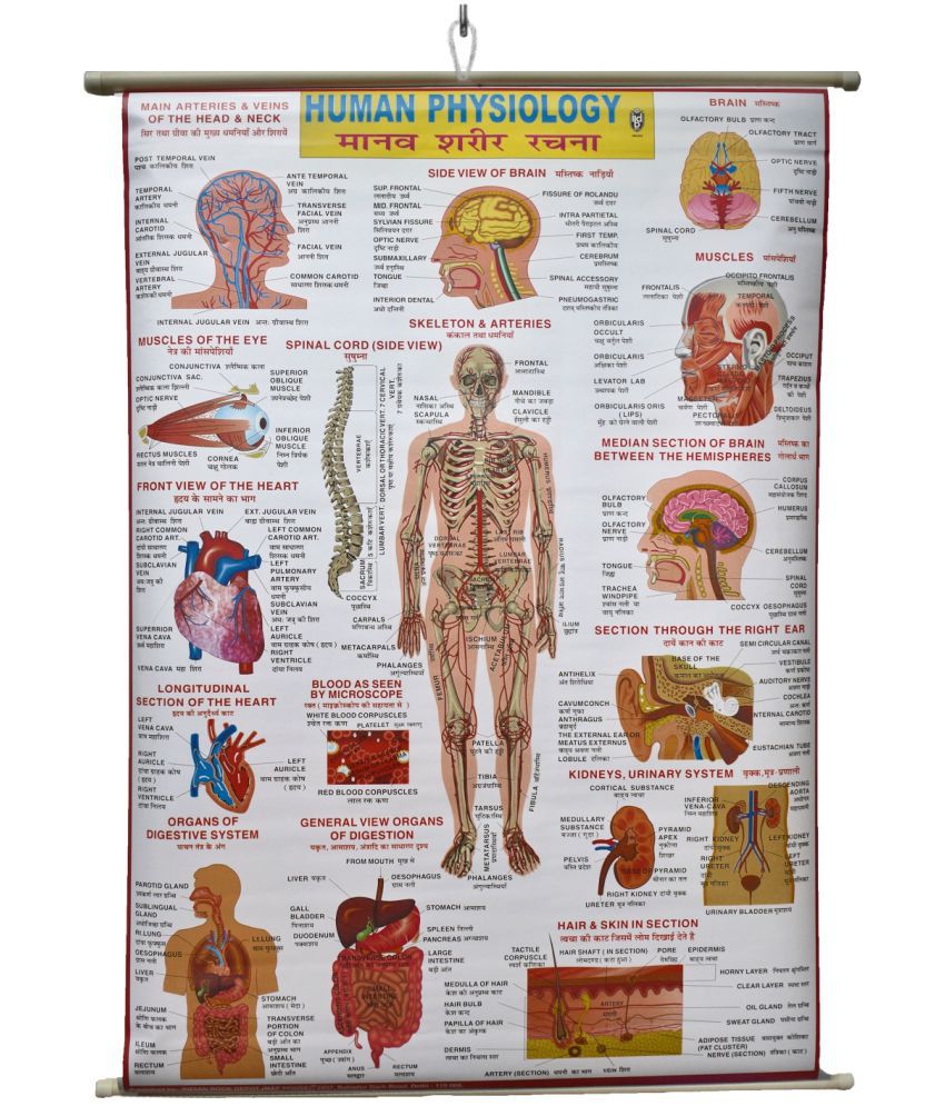     			Human Physiology Chart Laminated Wall Chart (Size 100X75 CM) Perfect for Classroom, Student, School, Medical Student