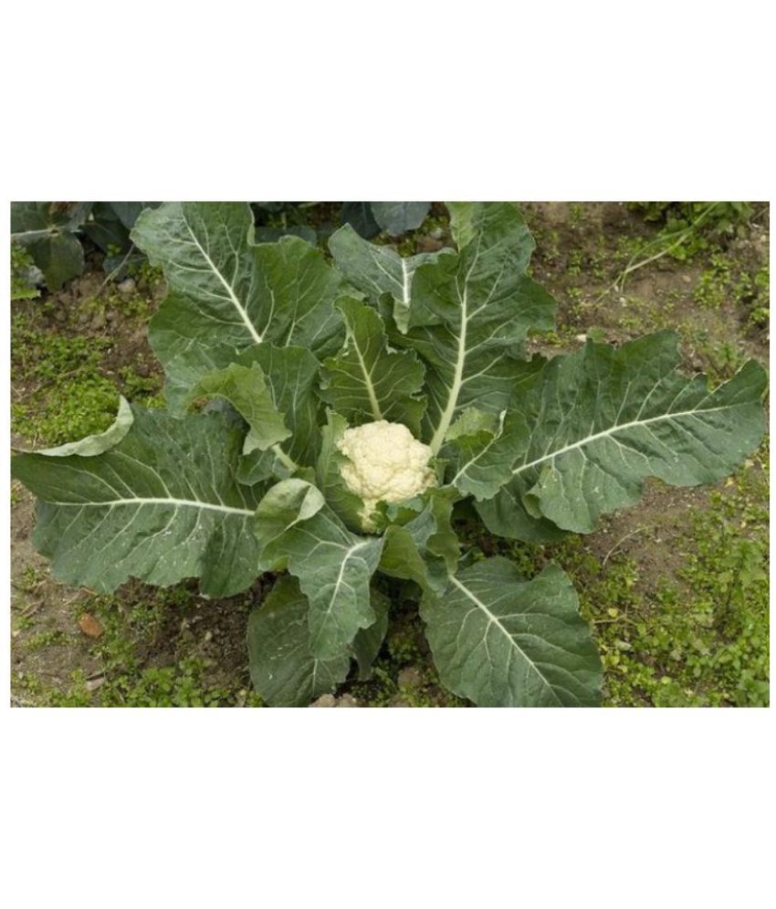     			Vegetable Seeds Cauliflower F1 Hybrid (Gobhi )pack of 100 seeds