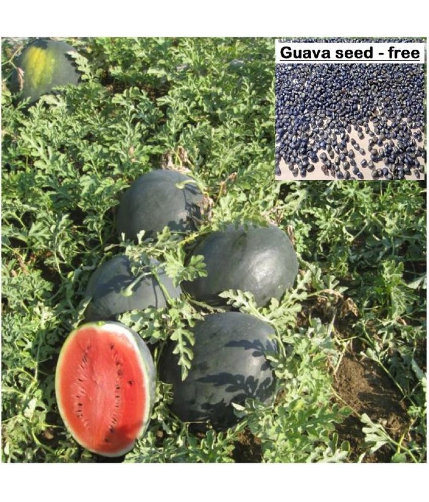     			Watermelon F1 Hybrid Green seeds -15 Seeds+ Guava seed free ( 10 seed )