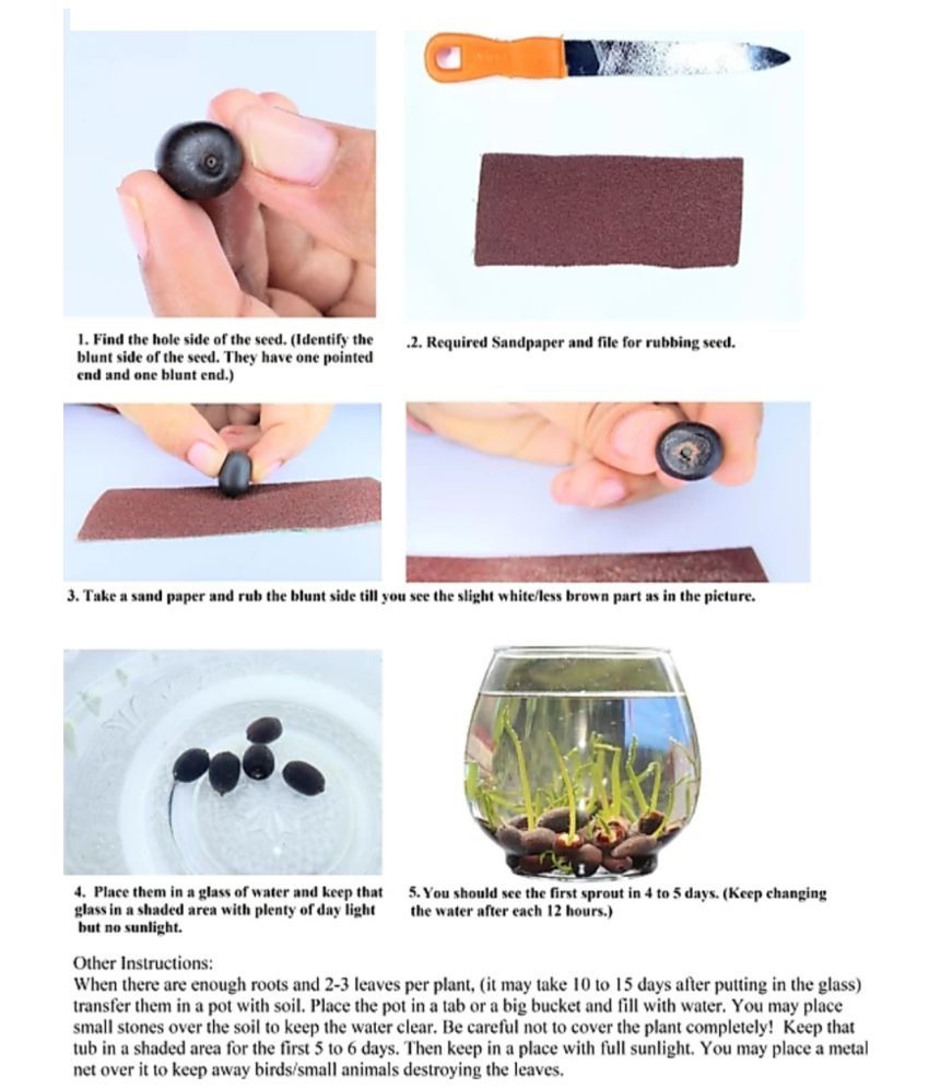 homeagro Lotus Flower Seeds (Pack of 20) Buy homeagro Lotus Flower