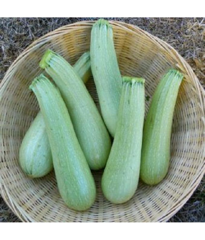     			ZUCCHINI LIGHT GREEN Vegetable Seed Pack of 10 Seeds