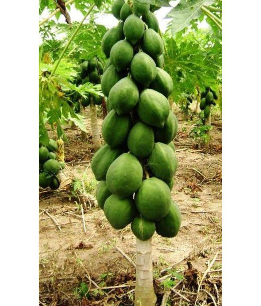    			Papaya Hybrid Seeds Pack Of 200 Seeds