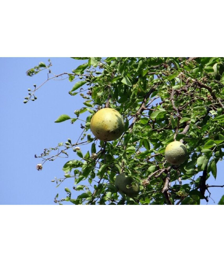     			Bel Patra/Bel Tree/Bilva Patra/Bael/Bel Pathar Fruit Plant Pot 20 seeds