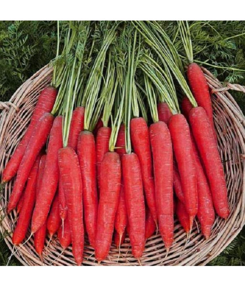     			carrot vegetable seeds-pack of 50 seeds
