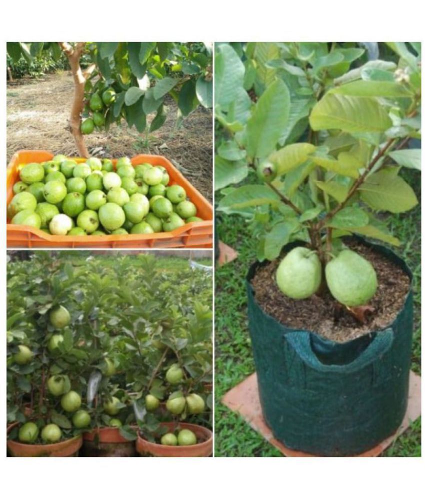     			Thailand Guava Seeds ( 100 seed ) - Thai Guava Fruit Plant Seeds with growing cocopeat