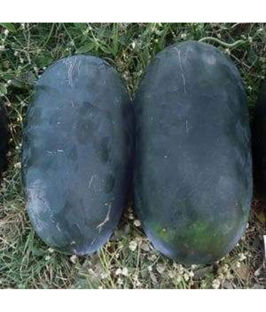     			f1 hybrid watermelon fruit seeds - pack of 10