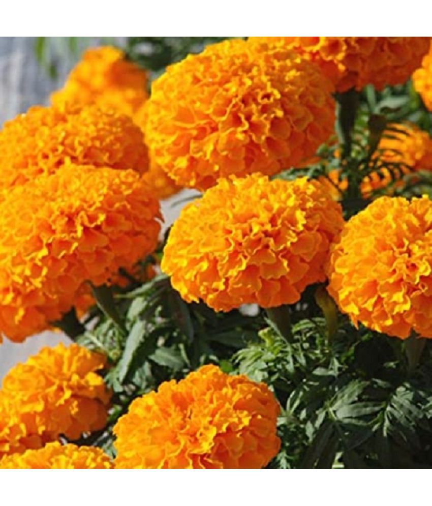     			Genda Phool narangi marigold orange pack of 50 seeds