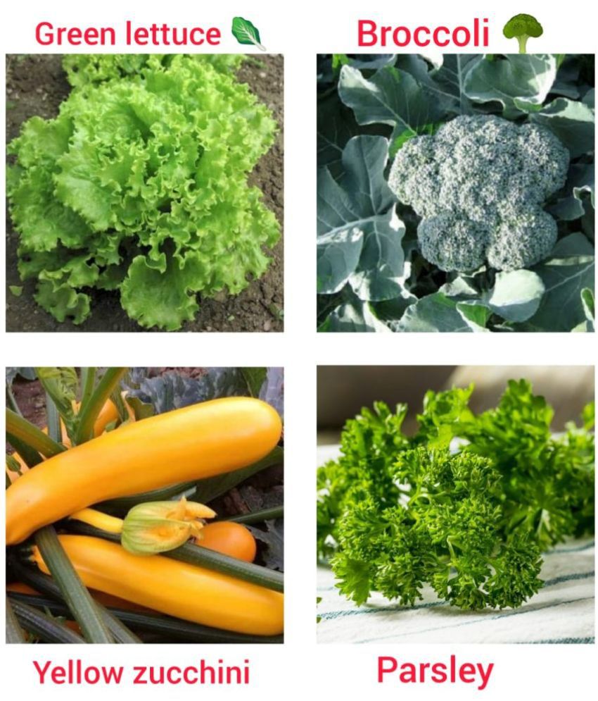     			Exotic vegetable combo- broccoli /yellow zucchini /parsley/ Green lettuce