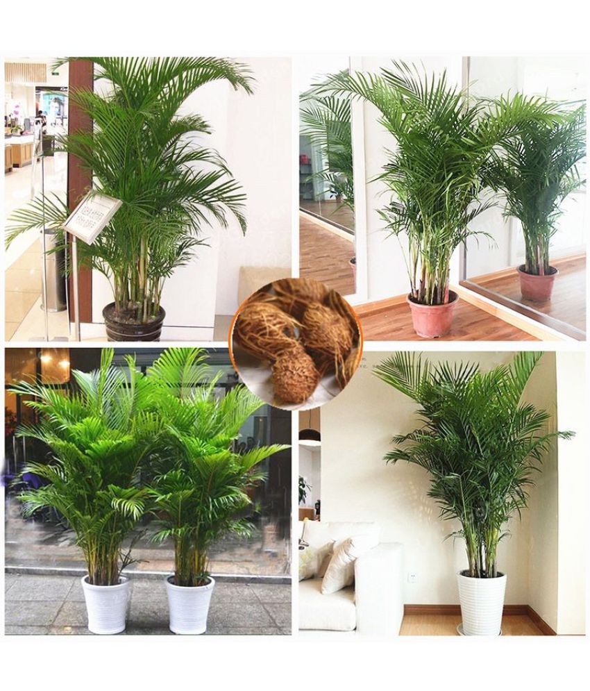     			Areca Palm Indoor & Outdoor Seeds Pack of 5 Seeds