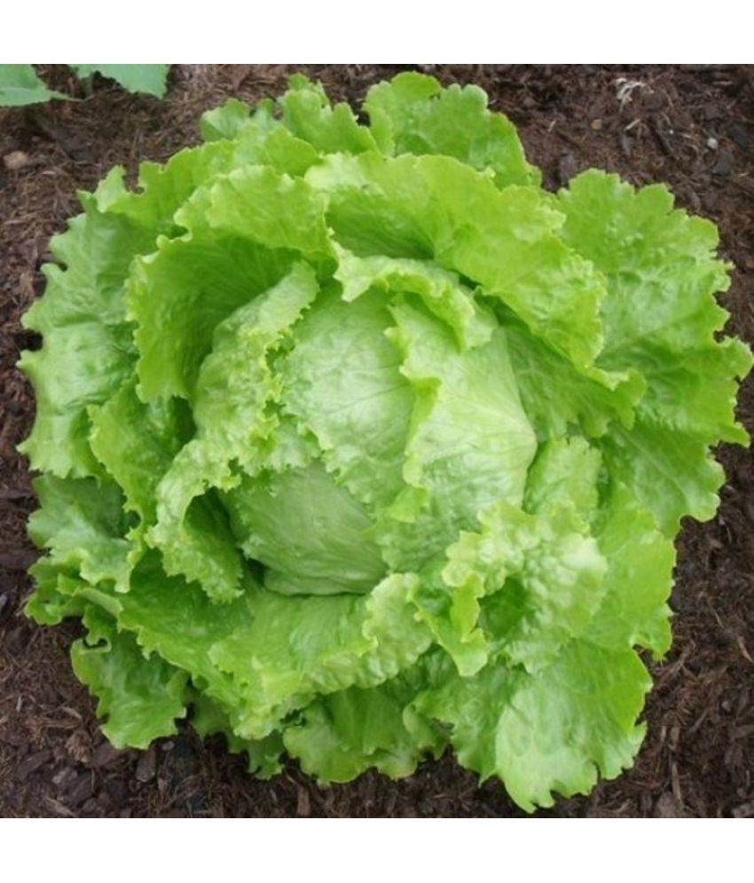     			Lettuce Green (Salad Patta) Vegetables Seeds - Pack of 100 Seeds