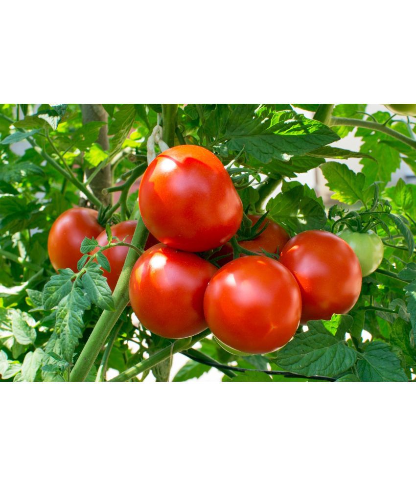    			Hybrid Indian Tomato 100 Seeds Pack