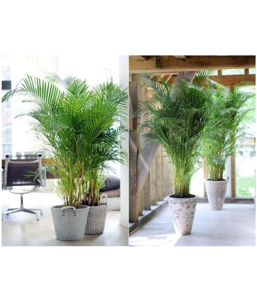     			Areca Palm Seeds ( 5 seeds ) - Indoor & Outdoor Plant- Best Household Plant,Garden & Ornamental Plant Seeds