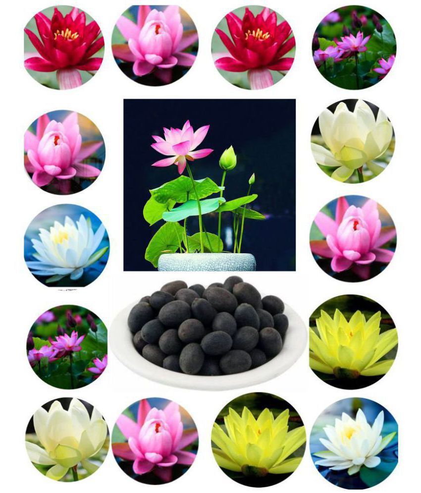 MIX COLOR LOTUS FLOWER SEEDS FOR INDOOR OR OUTDOOR GERMINATION USING