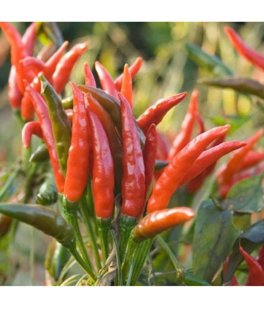     			Pepper Chilli Hybrid Bengali Surajmukhi Type Seeds | 50 seeds
