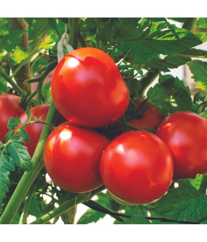     			Organic Tomato Seeds - Pack Of 100 Seeds
