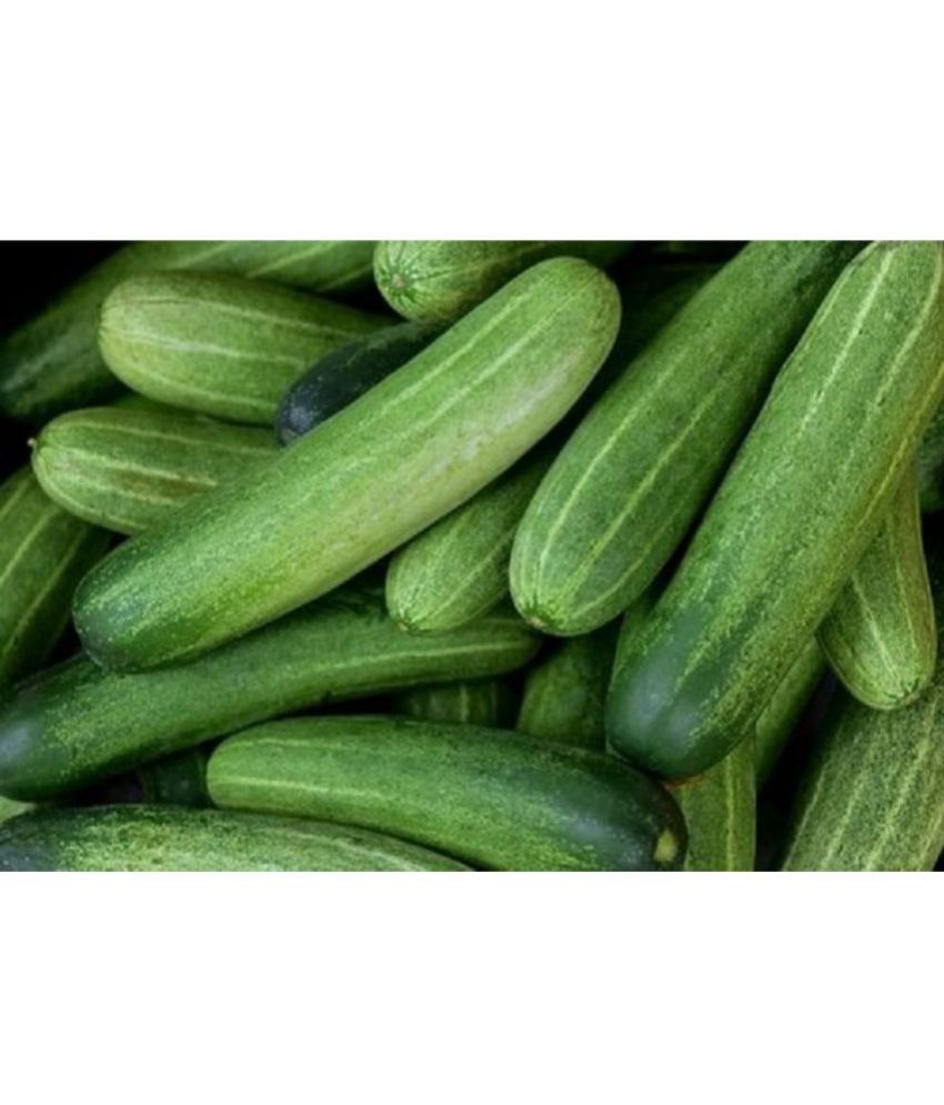     			Emerald Green Long Cucumber F1 hybrid seeds Pack Of 10