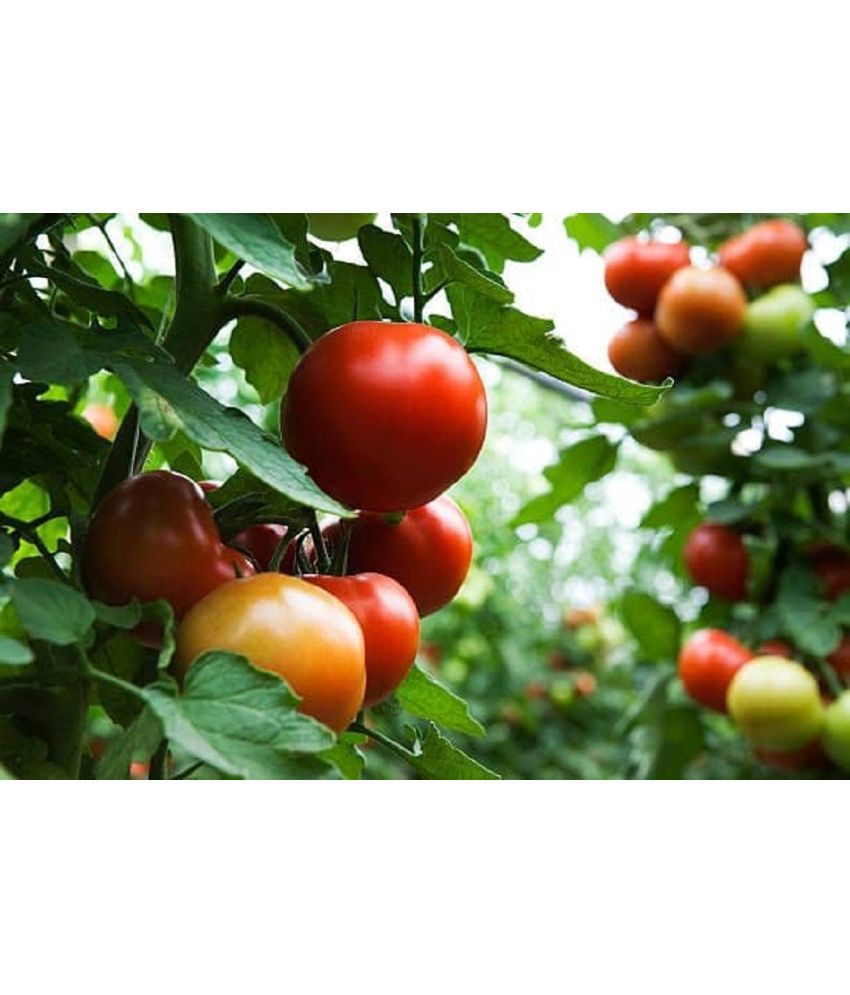     			Tomato Best Quality Seeds - Pack of 250 Hybrid Seeds