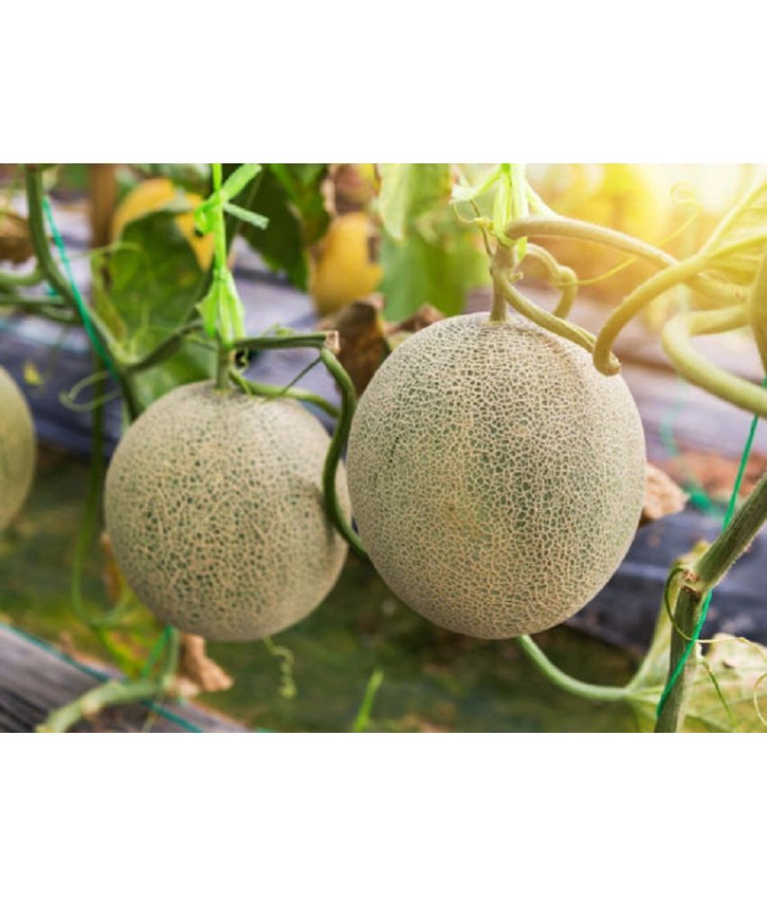     			Best Quality Organic Muskmelon Seeds Pack of 30 Seeds