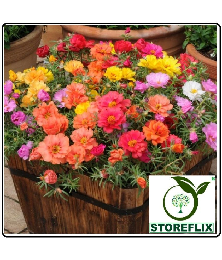     			STOREFLIX PORTULACA MIX VARIETY FLOWER 100+ SEEDS PACK FOR INDOOR OUTDOOR HOME AND TERRACE GARDENING USE WITH FREEE COCOPEAT SOIL AND USER MANUAL