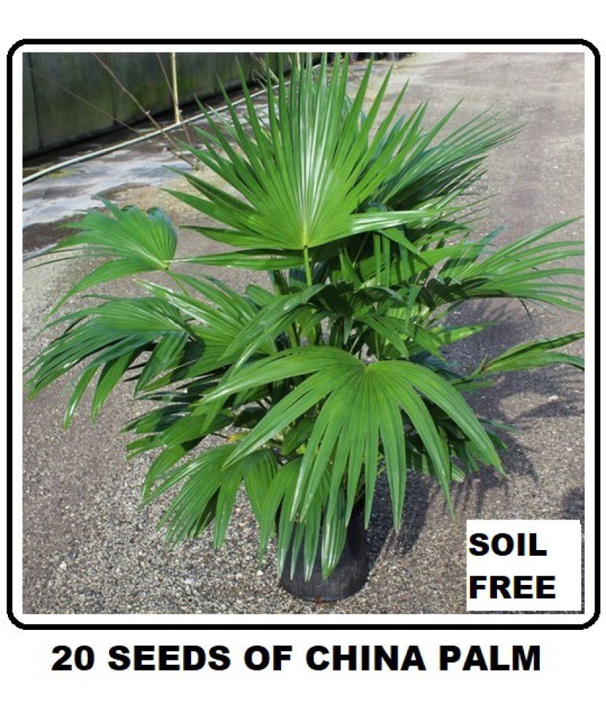     			AIR PURIFYING TREE CHINA PALM 20+ SEEDS PACK WITH FREE POTTING SOIL AND USER MANUAL FOR INDOOR AND OUTDOOR HOME AND TERRACE GARDENING USE LOW PRICE AT SNAPDEAL ONLINE SHOP