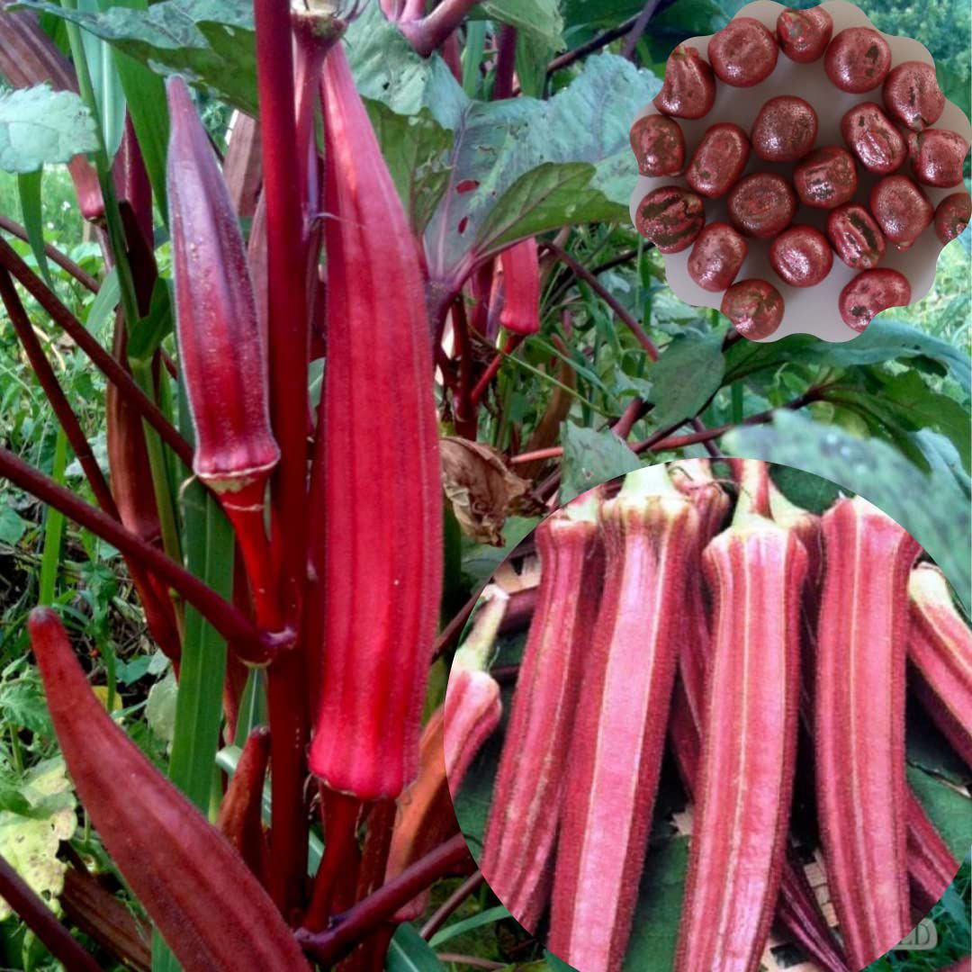     			mahadev organic seed Red Okra Bhindi (Ladyâs Finger) pack of 30 seeds