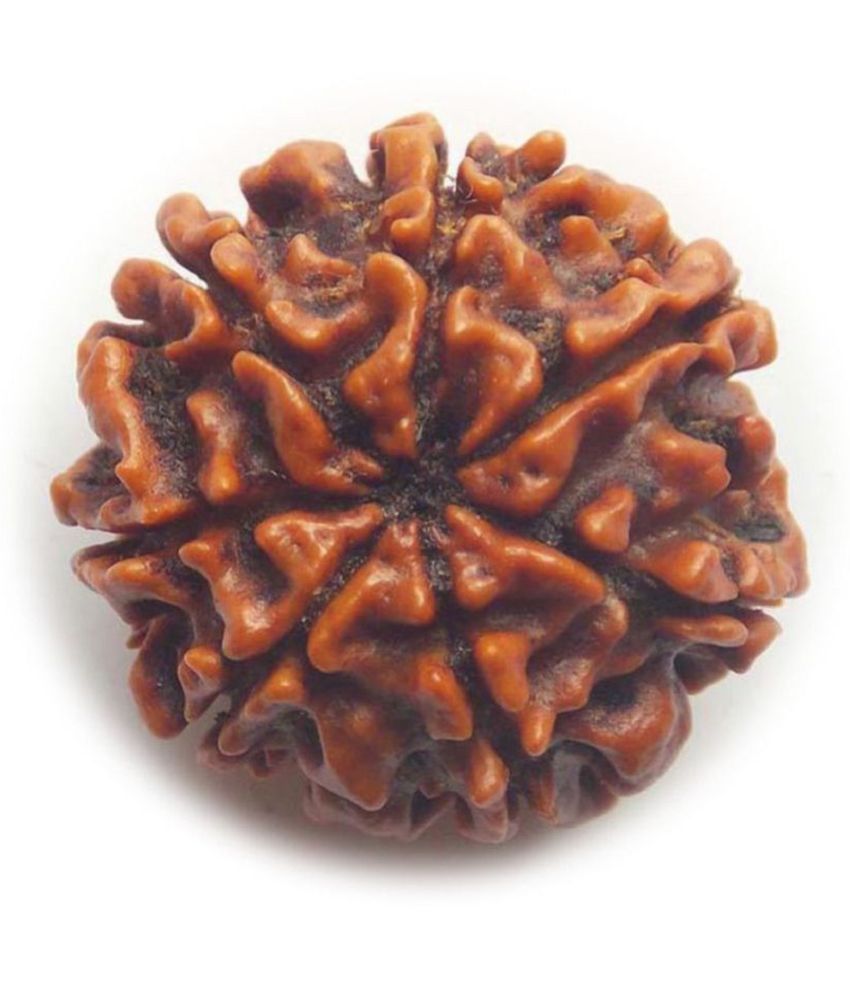     			Amriteous Rudraksha Pack of 1