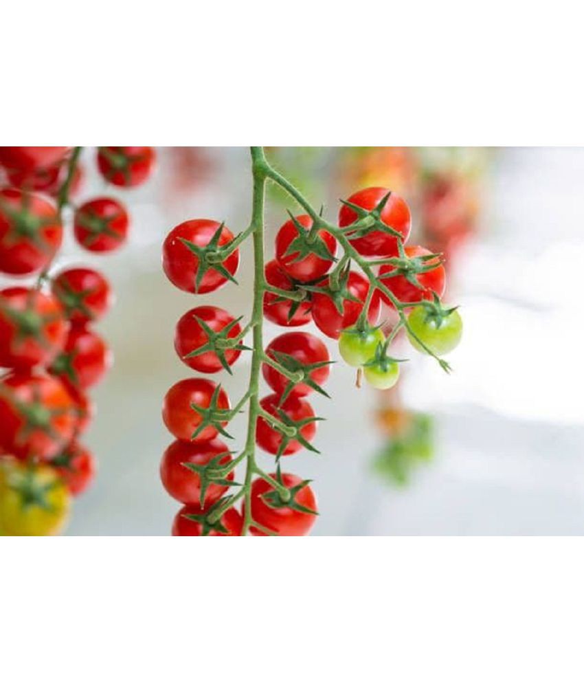     			Organic Cherry Tomatoes Garden - High Quality 50 seeds