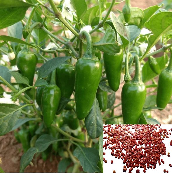     			Hot Chili Seeds -Vegetable Bullet Chilli Seeds- 100 Seeds,