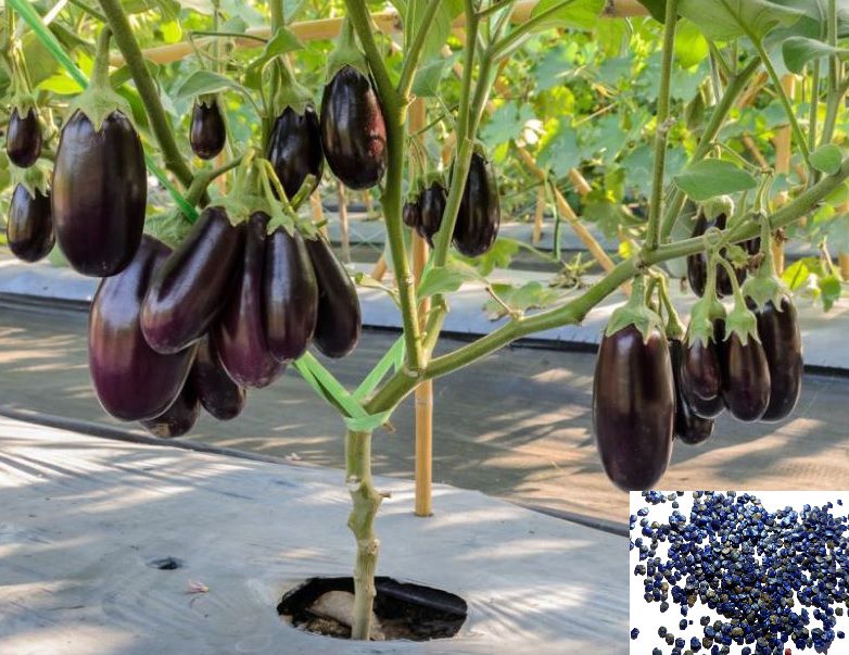    			Jioo Organics 100 % Original Hybrid Brinjal Black Beauty Seeds
