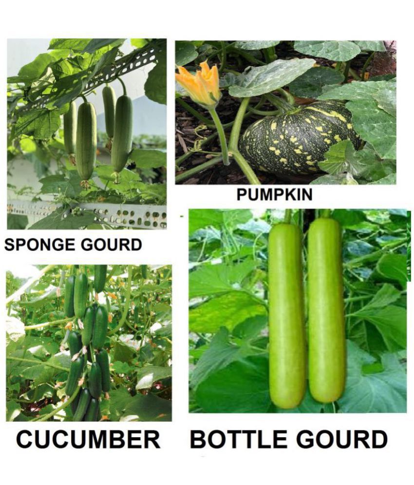     			cucumber + sponge guard + bottle guard +pumpkin ( pack of 40 seeds) + with Instruction Manual