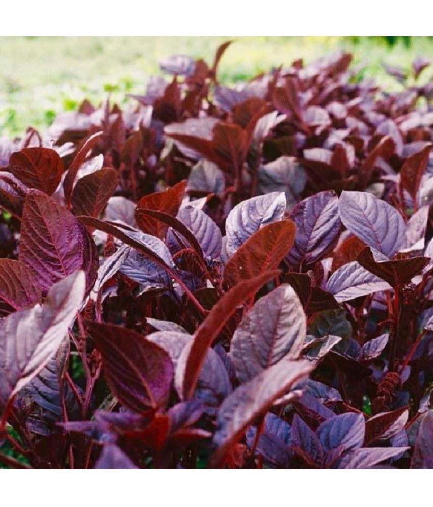     			Chaulai Saag Red Amaranth Seeds, Rajgira best Quality Premium Seeds for home, plants, balcony, kitchen & Farm House gardening 500 Seeds