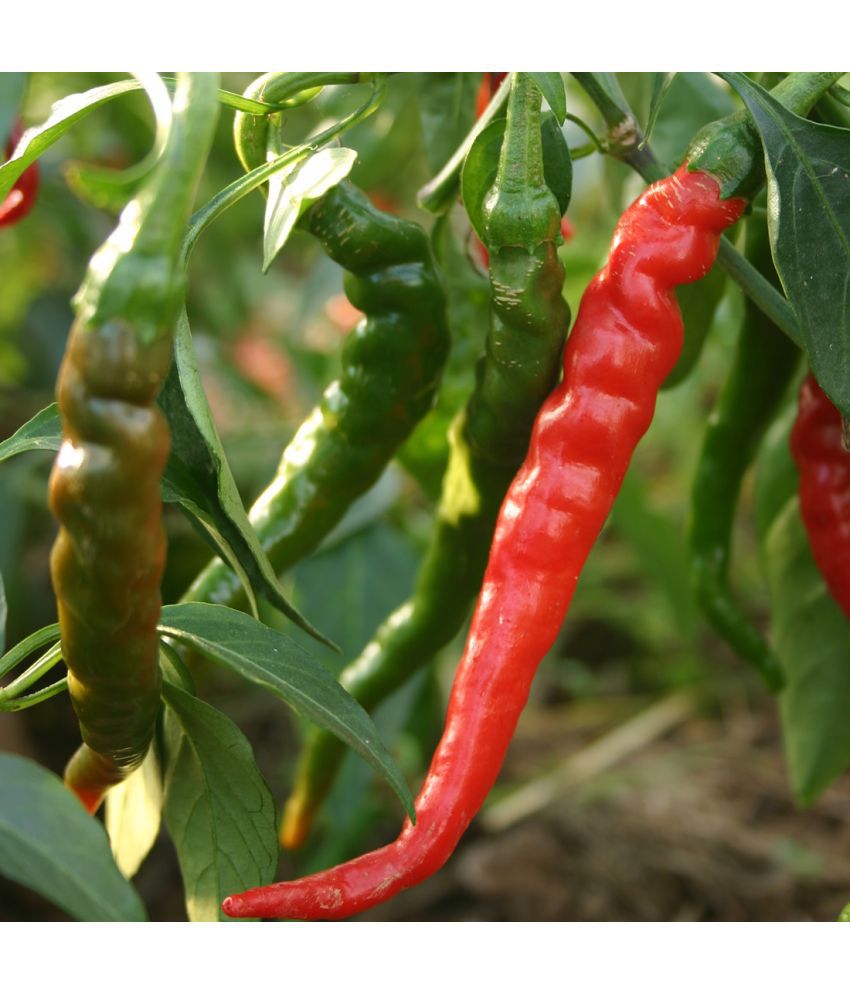     			Hot Pepper Chili Seeds -Vegetable long Chilli Seeds- 100 Seeds