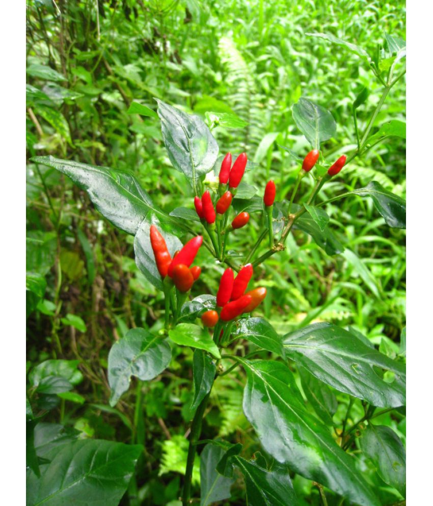     			Hybrid Pepper Chili Seeds Pack of 50 Seeds