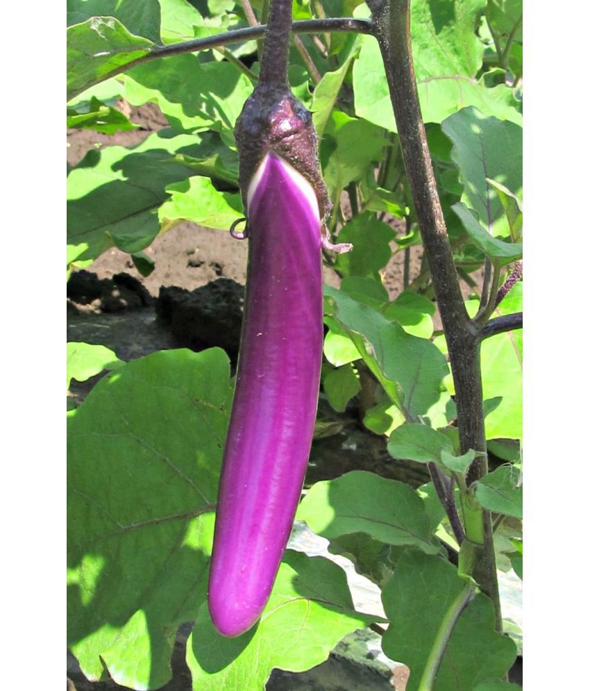     			Organic Purple Long Brinjal Seeds - Open Pollinated