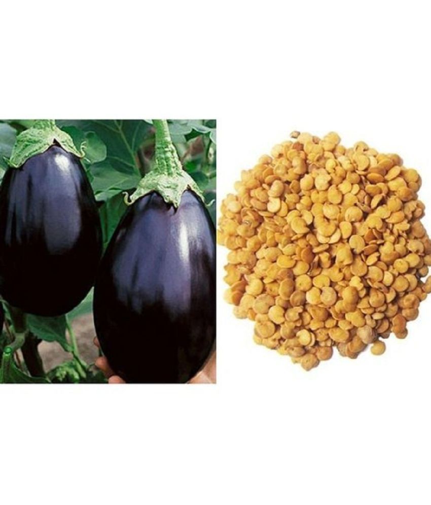     			Original Hybrid Brinjal Black Beauty Seeds