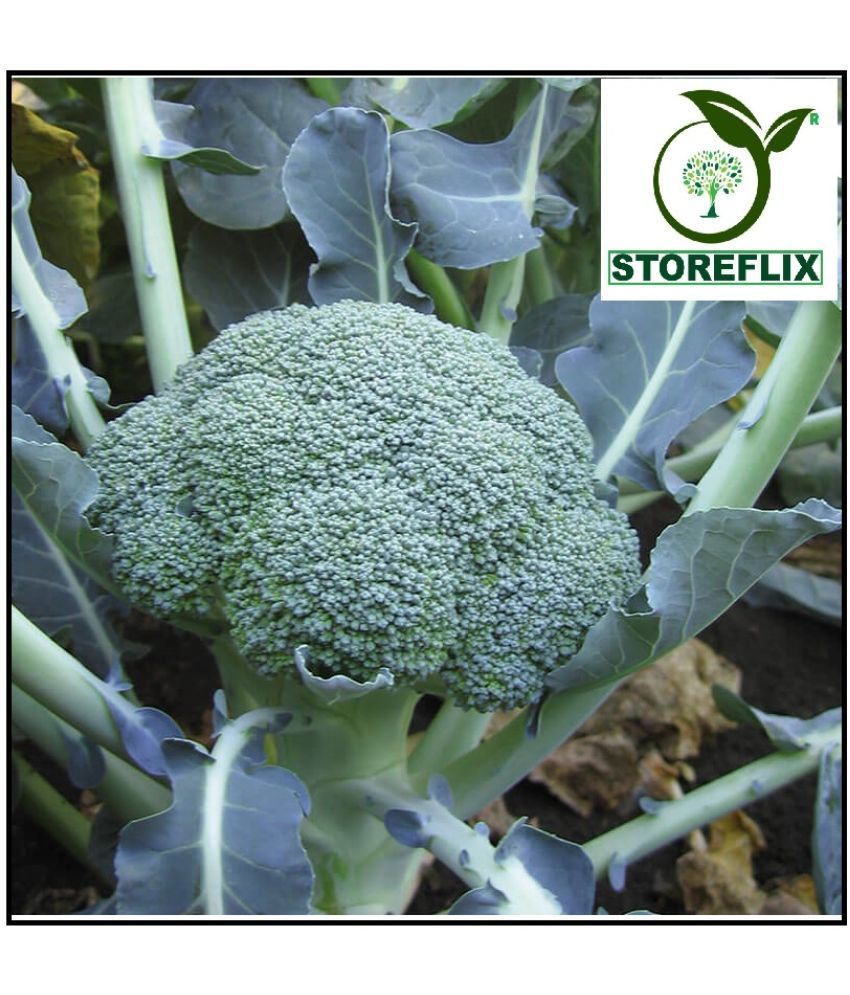     			STOREFLIX BROCOLI Seed (100 per packet) WITH USER MANUAL