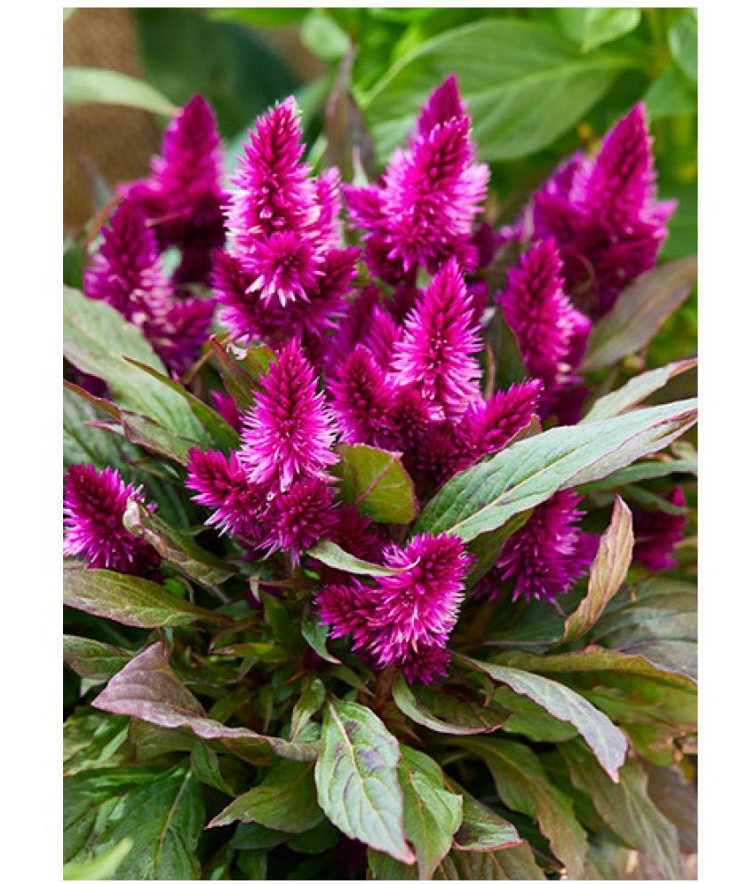     			STOREFLIX CELOSIA MIX VARIETY FLOWER Seed (30 per packet) WITH FREE COCOPEAT SOIL AND USER MANUAL