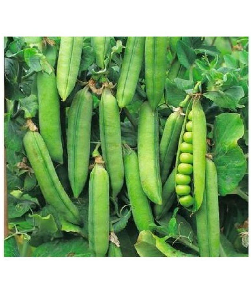     			STOREFLIX GREEN PEAS MATAR Seed (50 per packet) WITH USER MANUAL